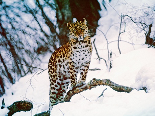 Уссурийский край. Заповедник, где под эгидой ЮНЕСКО ведется работа по сохранению исчезающих  видов животных.	Фото Петра Вршанского