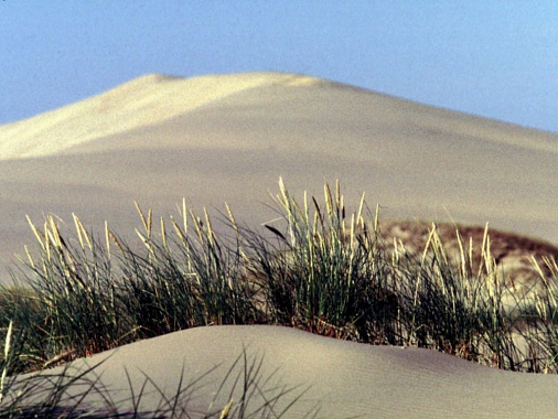 Калининградская область. Куршская коса. Наиболее характерный пейзаж. Фото Игоря Зарембы