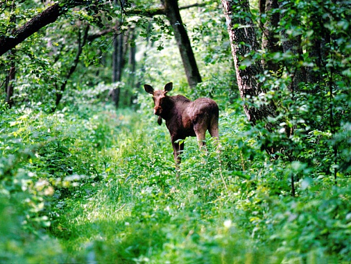 Калининградская область. Куршская коса – природный заповедник с богатым  растительным и животным миром. Фото Игоря Зарембы