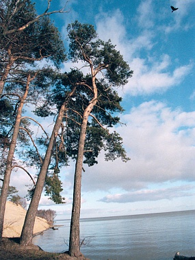 Калининградская область. Куршская коса – национальный парк России. Фото Игоря Зарембы